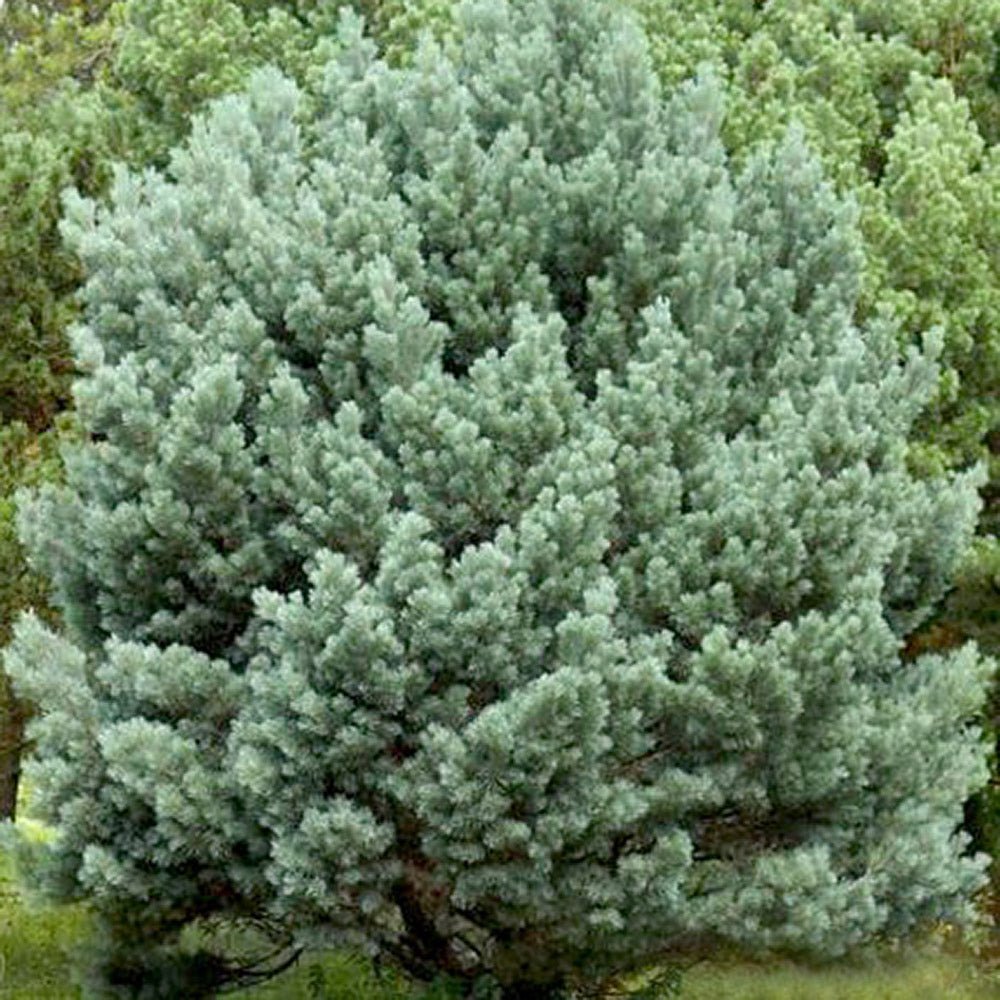 Pin de Padure Watereri Piramidal (Pinus Sylvestris Watereri)