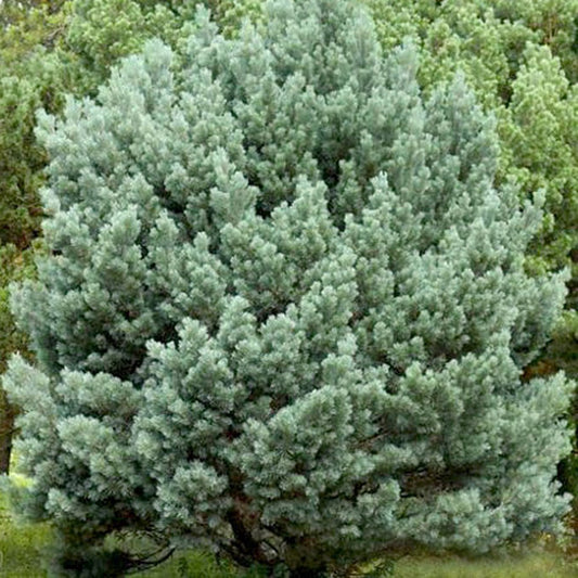 Pin de Padure Watereri Piramidal (Pinus Sylvestris Watereri)