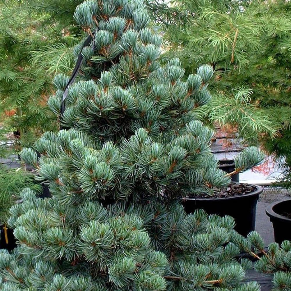 Pin Elvetian Albastru (Pinus Cembra Glauca), cu ace argintii si conuri purpurii