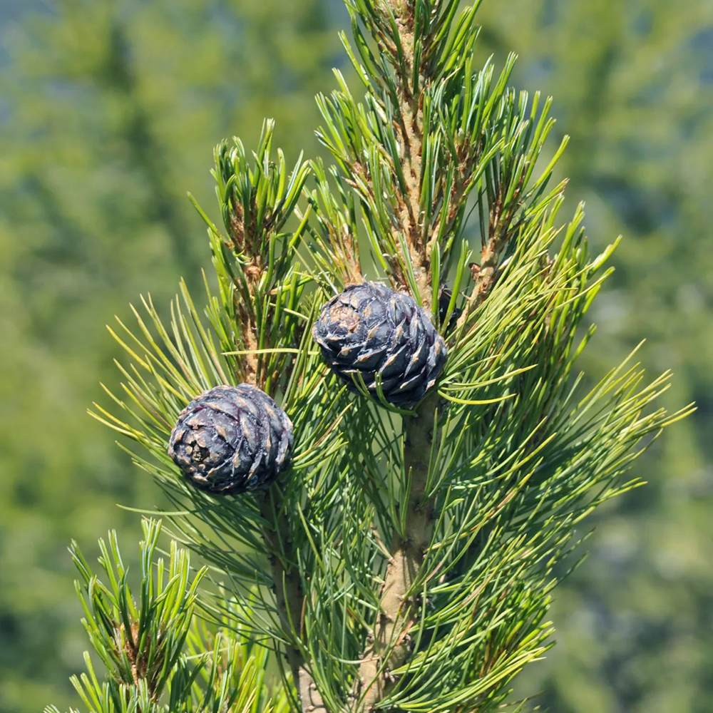 Pin Elvetian Albastru (Pinus Cembra Glauca), cu ace argintii si conuri purpurii