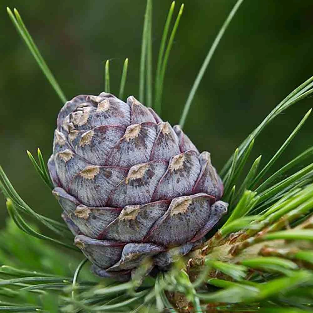 Pin Elvetian Albastru (Pinus Cembra Glauca), cu ace argintii si conuri purpurii