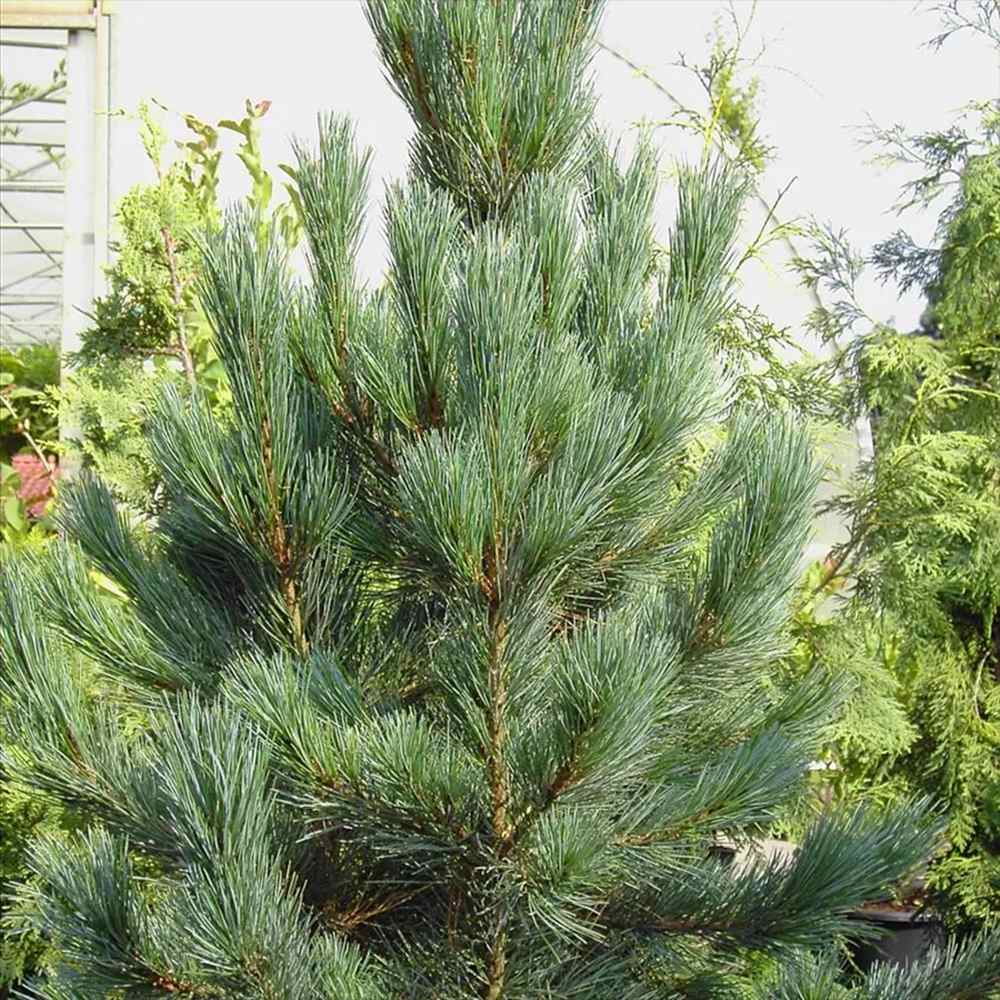 Pin Elvetian Albastru (Pinus Cembra Glauca), cu ace argintii si conuri purpurii