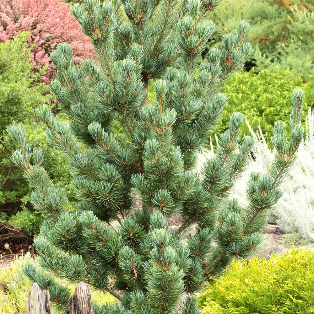 Pin Japonez albstru-verde (Pinus Parvifolia) Aoi, cu conuri albastre si ace verzi-albastrui