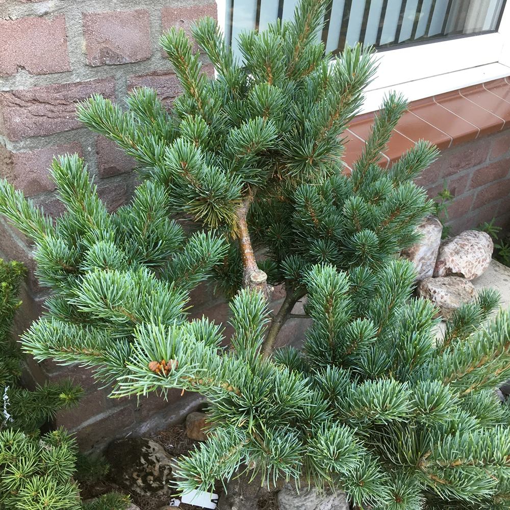 Pin Japonez albstru-verde (Pinus Parvifolia) Aoi, cu conuri albastre si ace verzi-albastrui