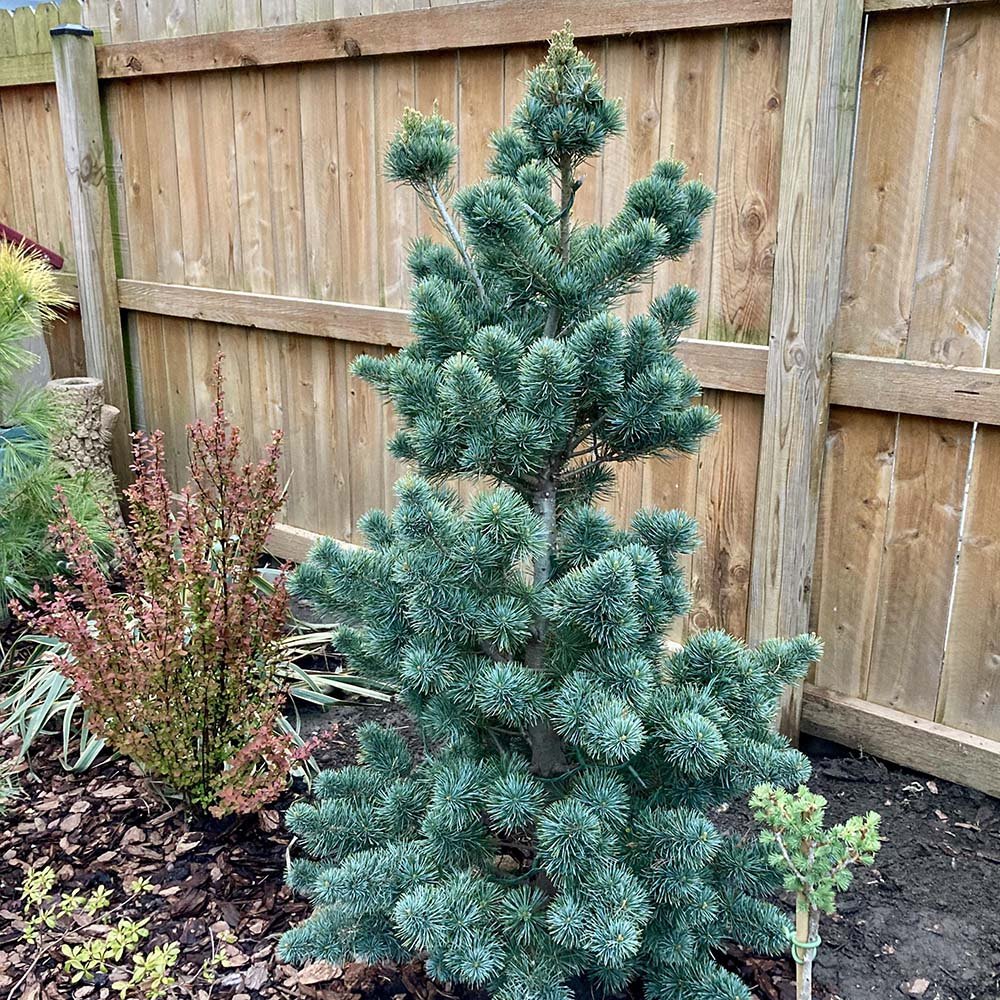 Pin Japonez albstru-verde (Pinus Parvifolia) Aoi, cu conuri albastre si ace verzi-albastrui