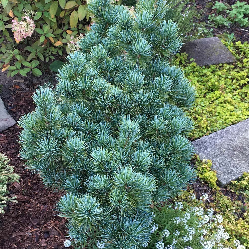 Pin Japonez albstru-verde (Pinus Parvifolia) Aoi, cu conuri albastre si ace verzi-albastrui