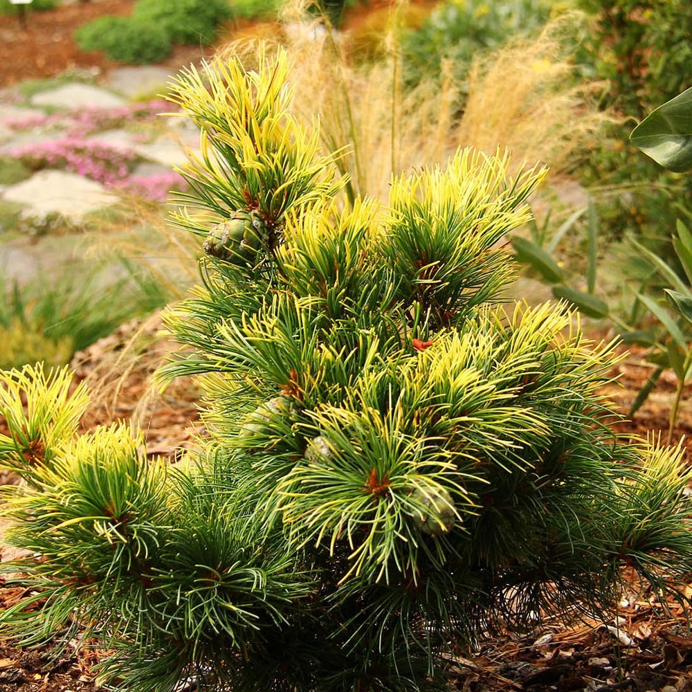 Pin Japonez auriu (Pinus Parvifolia) Goldilocks, cu ace galben-auriu
