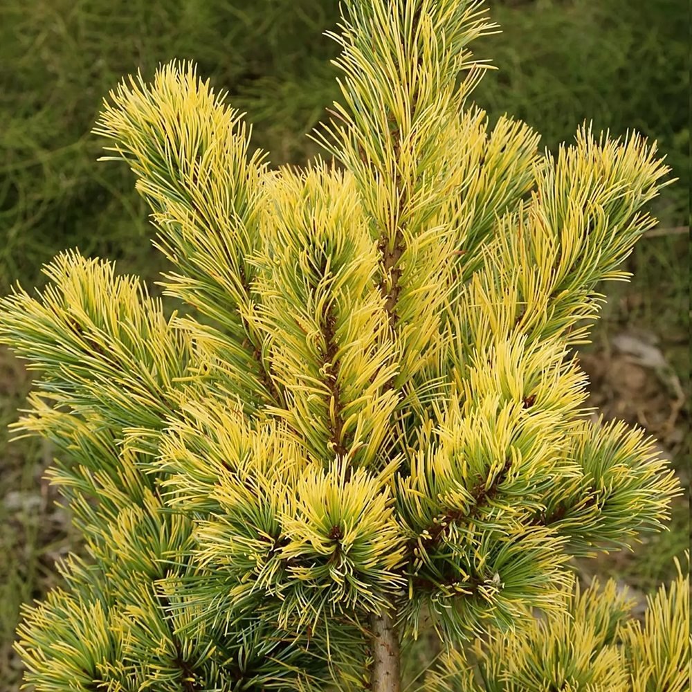 Pin Japonez auriu (Pinus Parvifolia) Goldilocks, cu ace galben-auriu