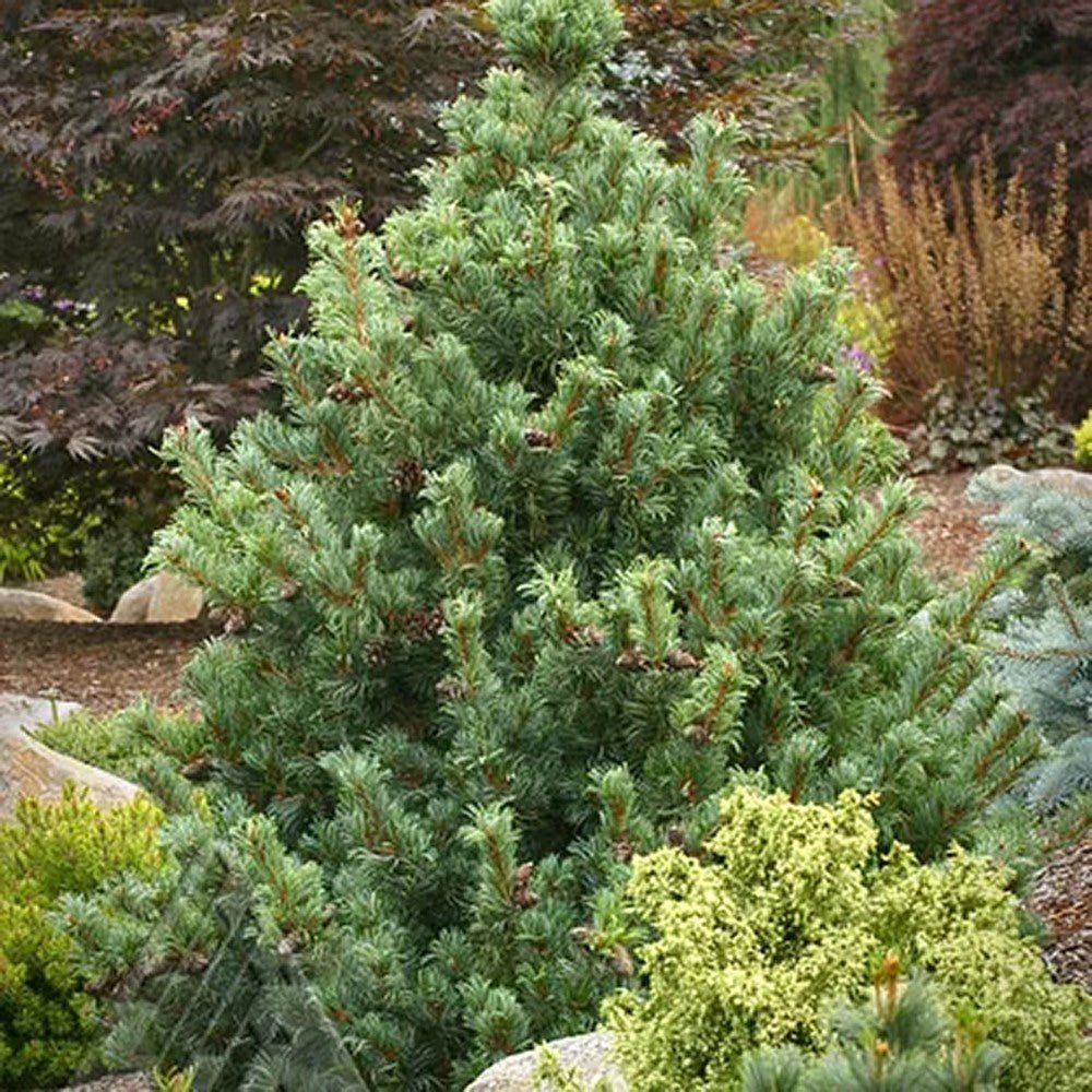 Pin Japonez (Pinus Parvifolia) Bergman, cu ace verzi-albastrui