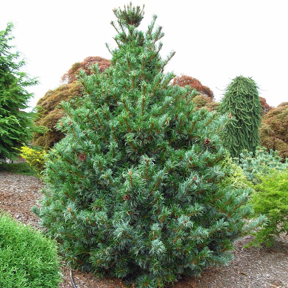 Pin Japonez (Pinus Parvifolia) Bergman, cu ace verzi-albastrui