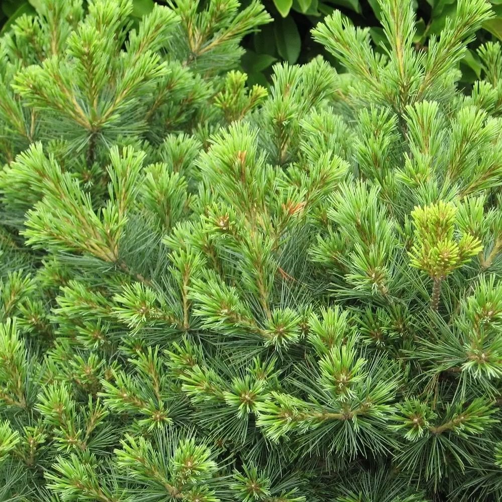 Pin Japonez (Pinus Parvifolia) Bergman, cu ace verzi-albastrui