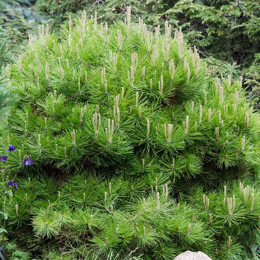 Pin Pitic Rosu Japonez (Pinus densiflora) Low Glow, cu ace verzi aprinse