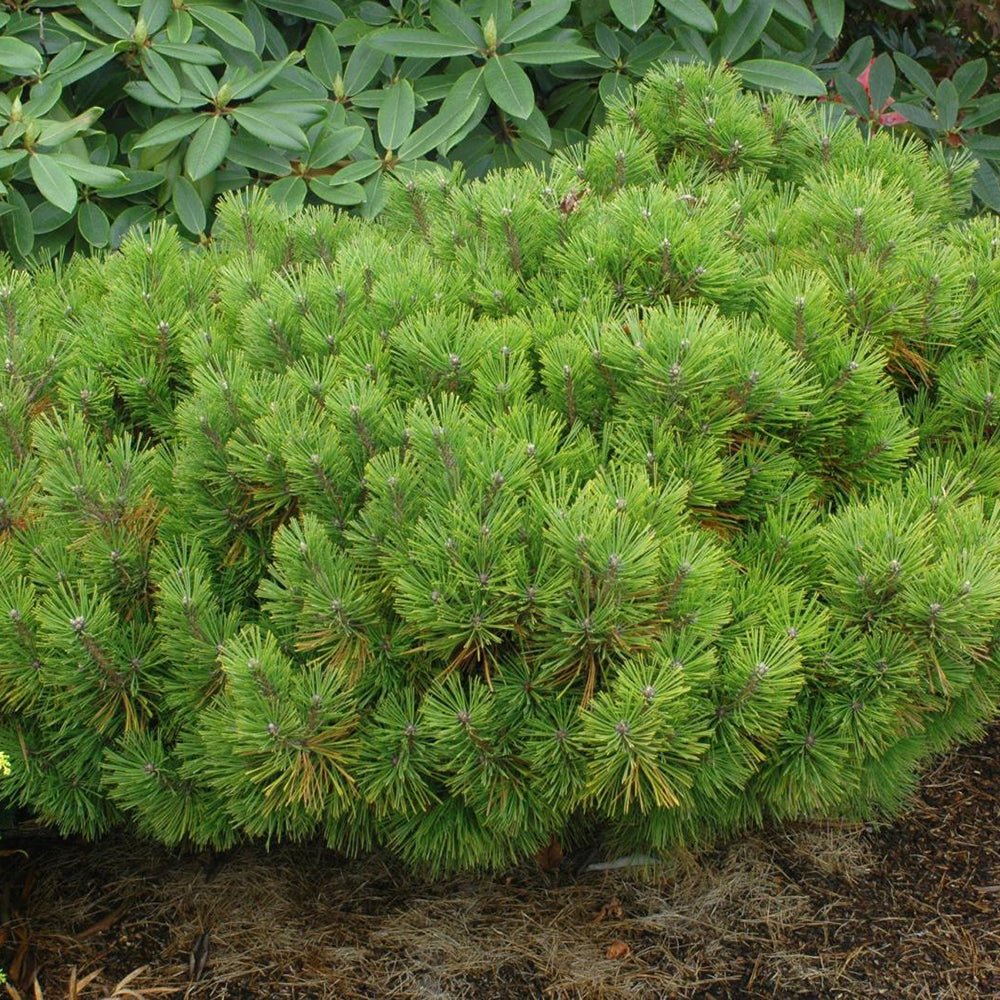 Pin Pitic Rosu Japonez (Pinus densiflora) Low Glow, cu ace verzi aprinse