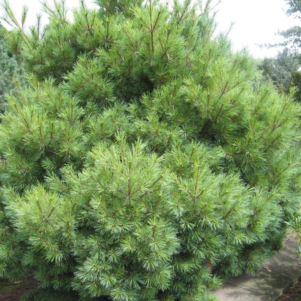 Pin Strobus Minima (Pinus Strobus Minima), cu ace verzi lungi