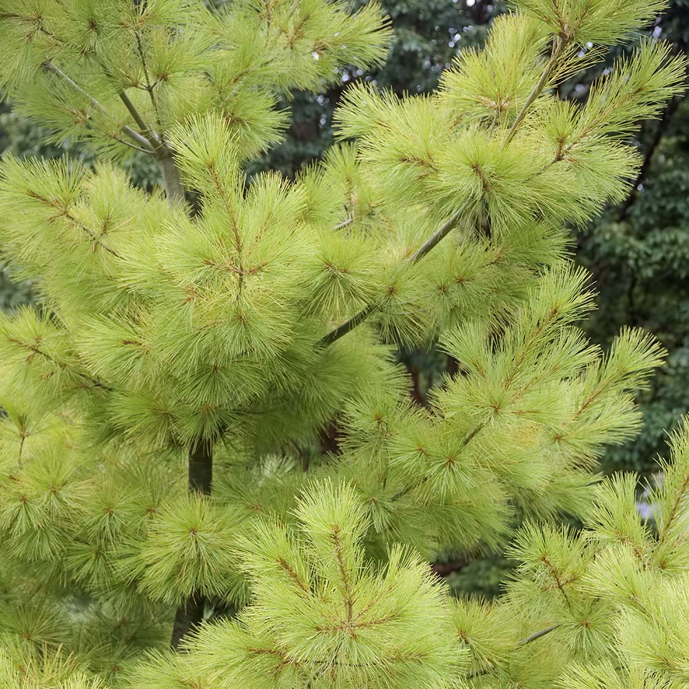 Pin Strobus Minima (Pinus Strobus Minima), cu ace verzi lungi