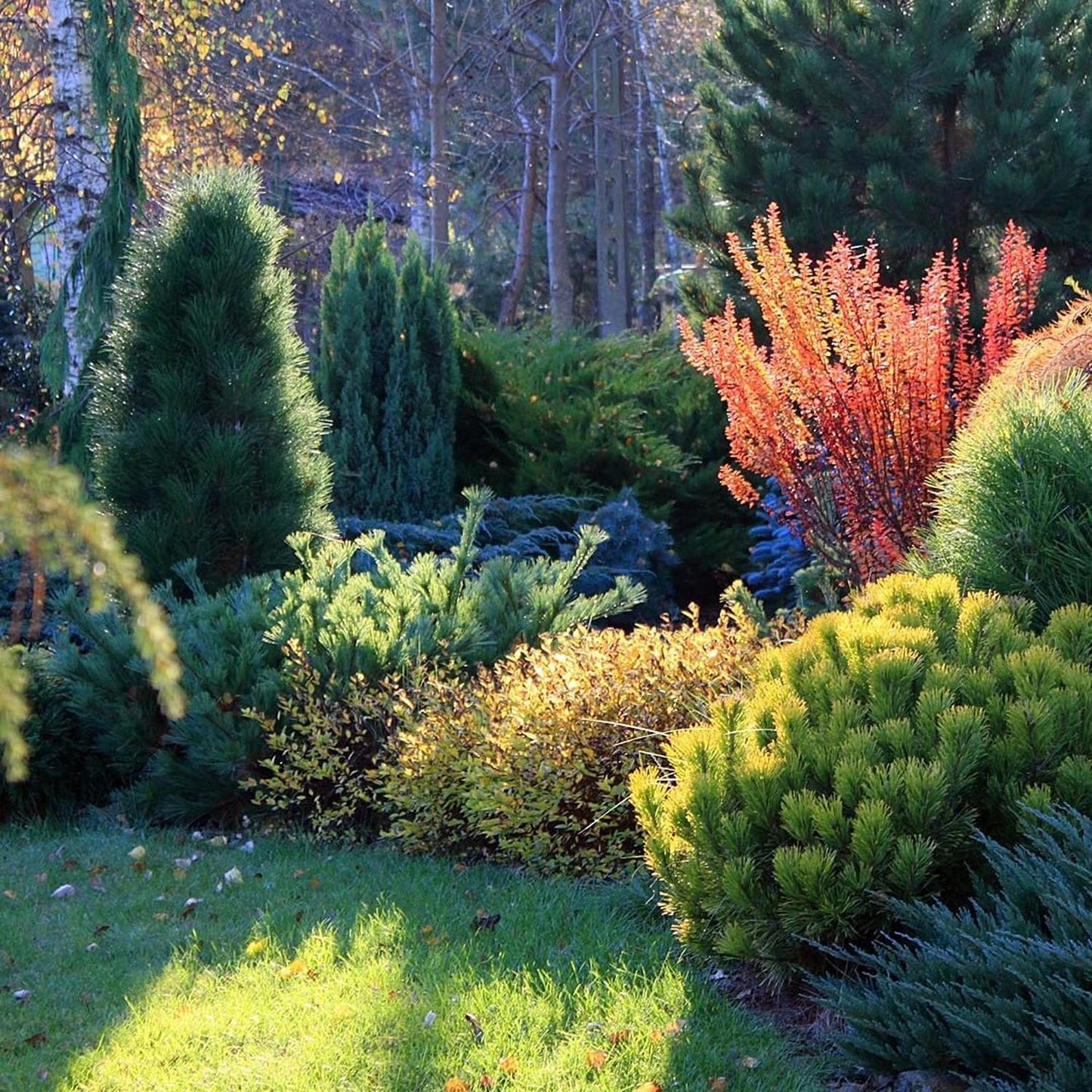 Pin Strobus Minima (Pinus Strobus Minima), cu ace verzi lungi