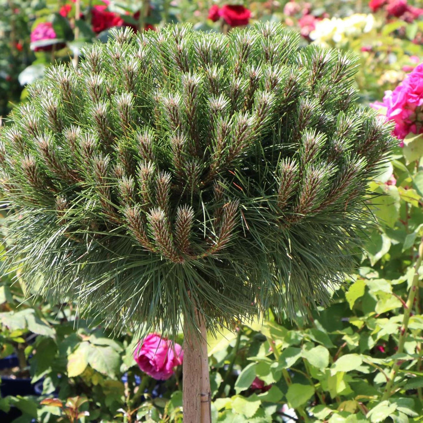 Pin Negru Marie Bregeon