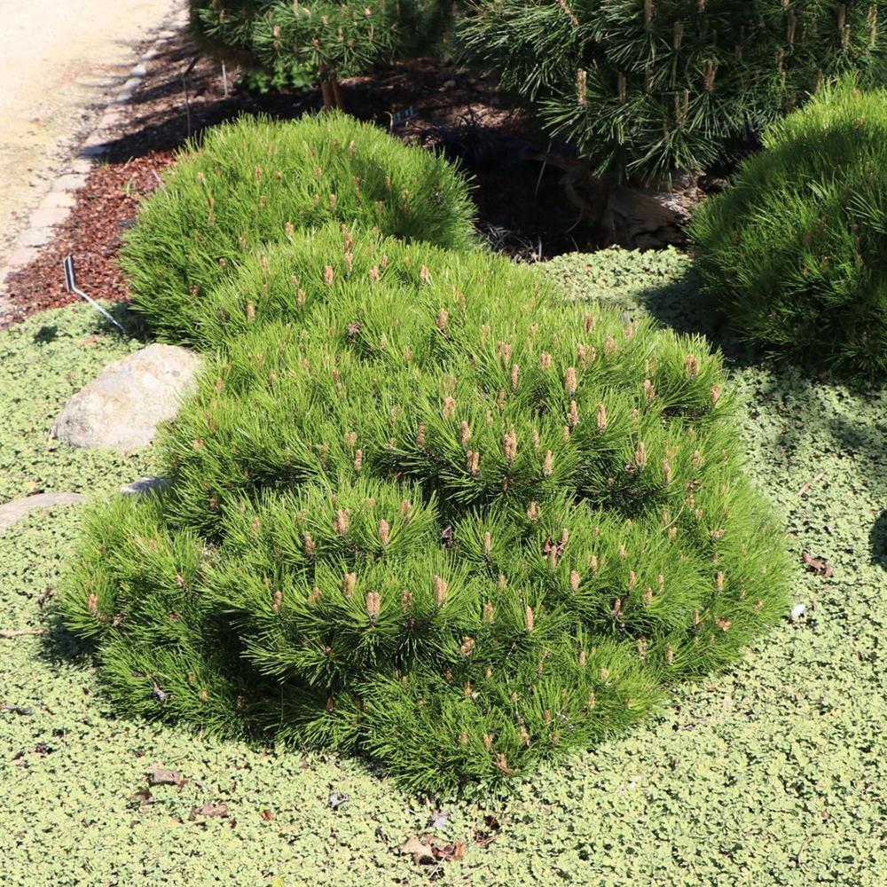 Pin Negru Marie Bregeon