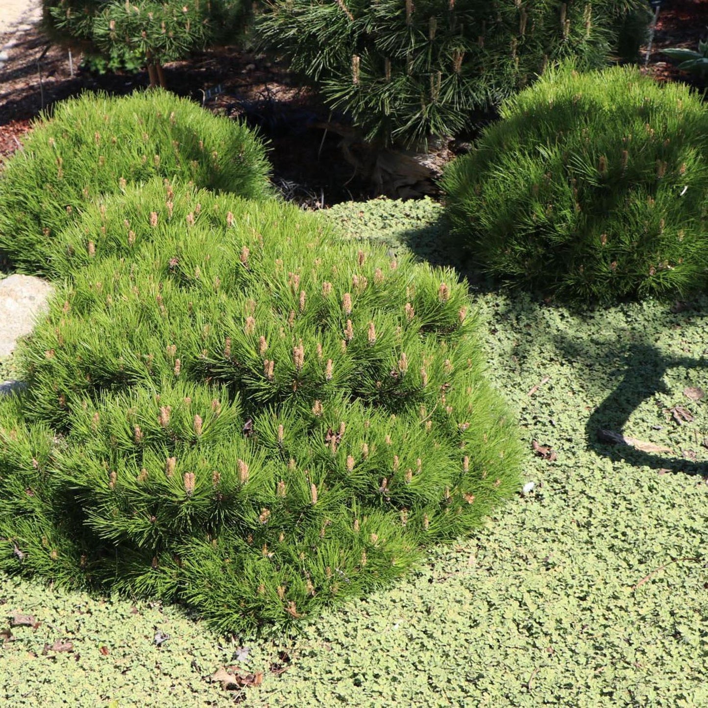 Pin Negru Marie Bregeon