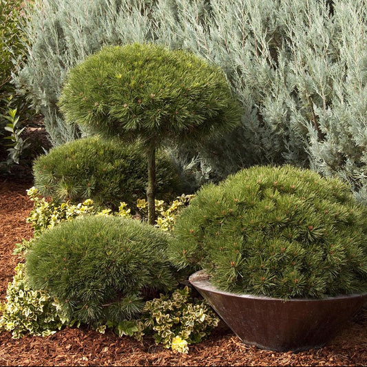 Pin Negru Pierrick Bregeon