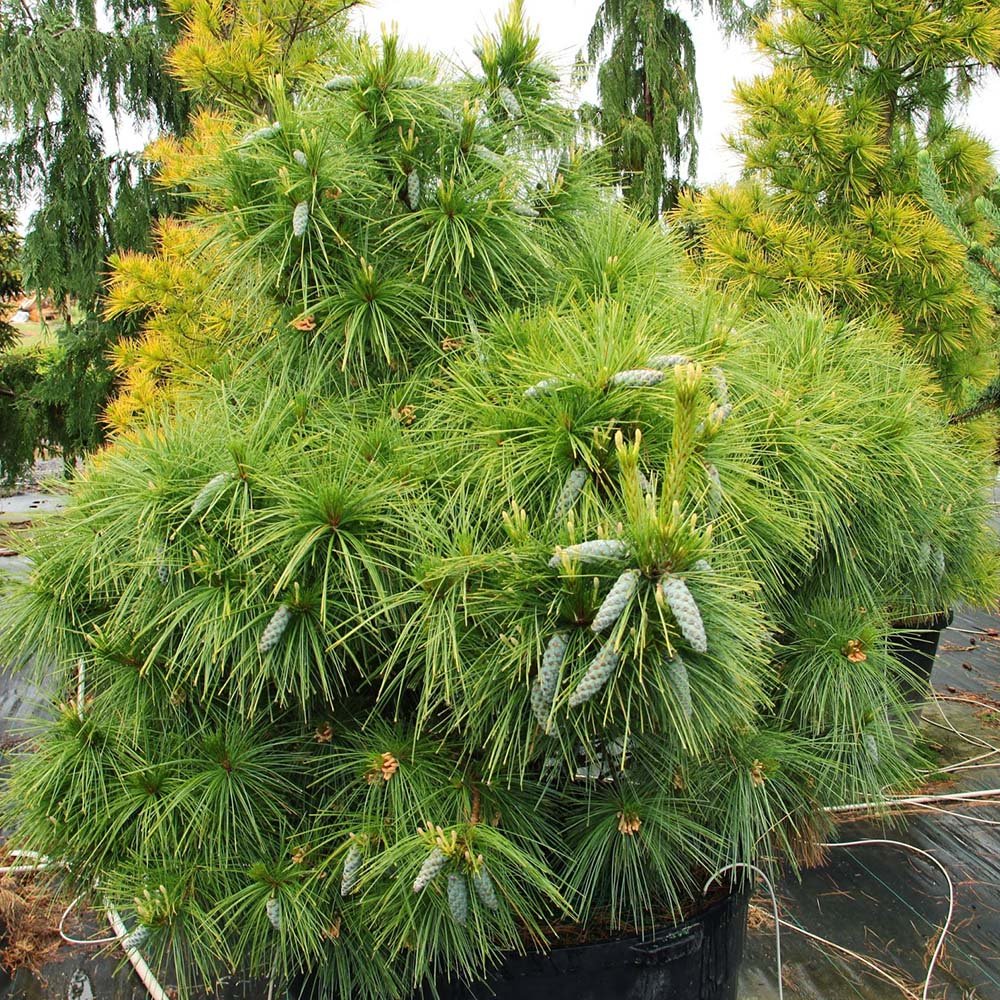 Pin Pitic verde-argintiu Schwerinii Wiethorst, cu ace lungi verzi-argintiu