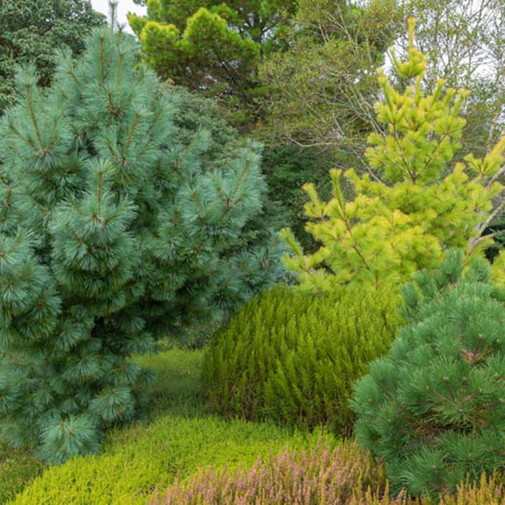 Pin Pitic verde-argintiu Schwerinii Wiethorst, cu ace lungi verzi-argintiu