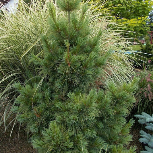 Pin Pitic verde-argintiu Schwerinii Wiethorst, cu ace lungi verzi-argintiu