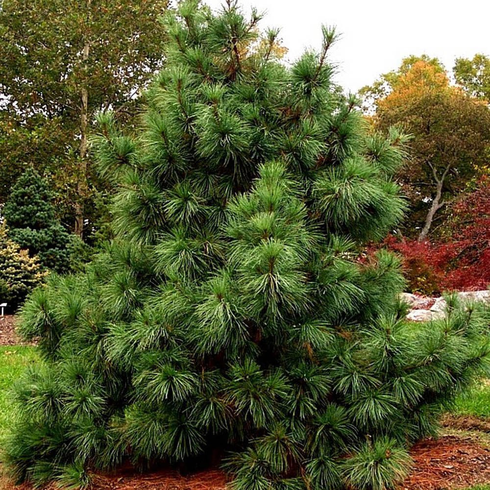 Pin Pitic verde-argintiu Schwerinii Wiethorst, cu ace lungi verzi-argintiu