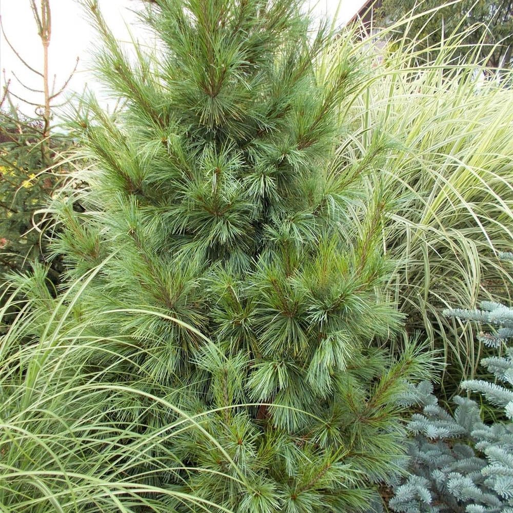 Pin Pitic verde-argintiu Schwerinii Wiethorst, cu ace lungi verzi-argintiu