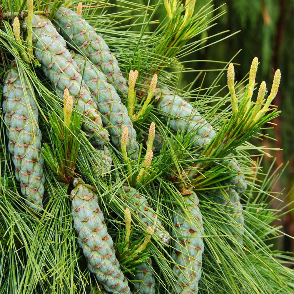 Pin Pitic verde-argintiu Schwerinii Wiethorst, cu ace lungi verzi-argintiu