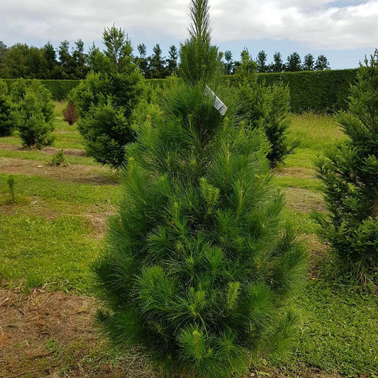 Pin Bosniac (Pinus Heldreichii Satellit), cu ace verzi
