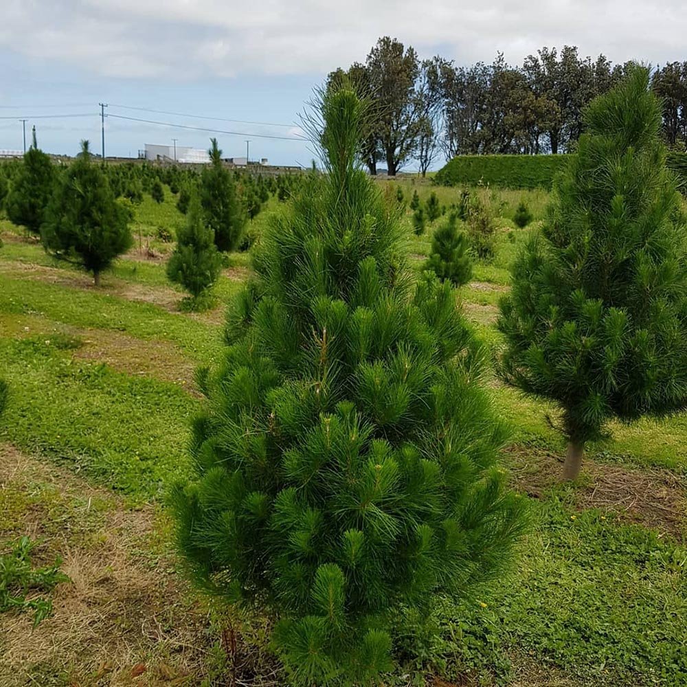 Pin Bosniac (Pinus Heldreichii Satellit), cu ace verzi