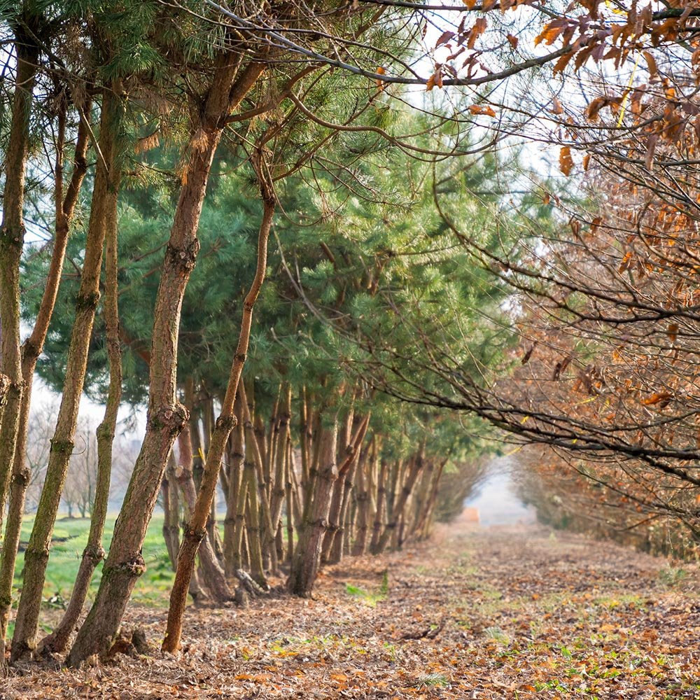 Pin Scotian de Padure (Pinus Sylvestris)