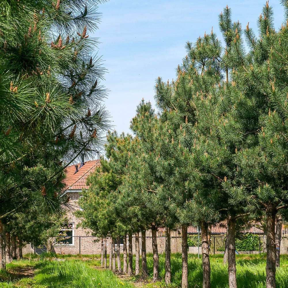 Pin Scotian de Padure (Pinus Sylvestris)