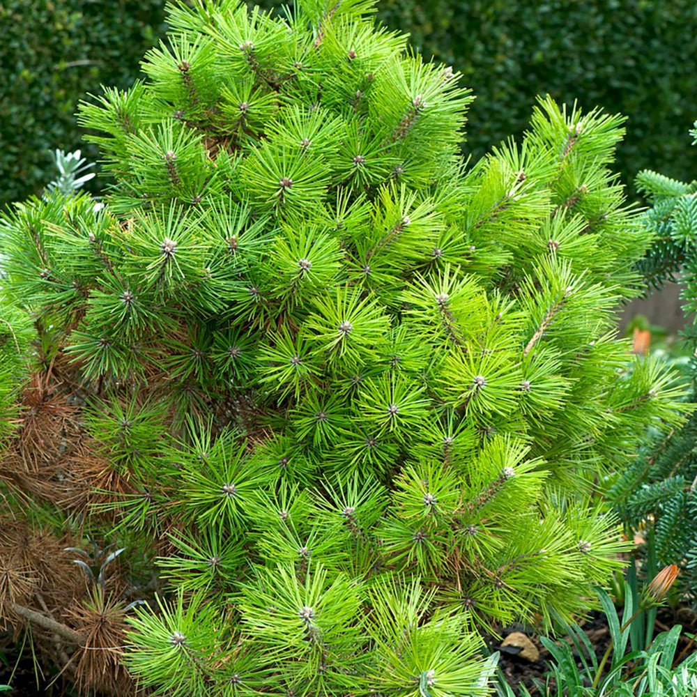 Pin Rosu Japonez Jane Kluis, cu ace verzi-inchis