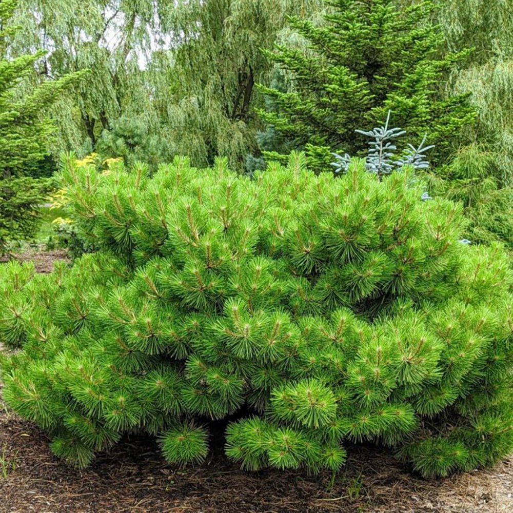 Pin Rosu Japonez Jane Kluis, cu ace verzi-inchis