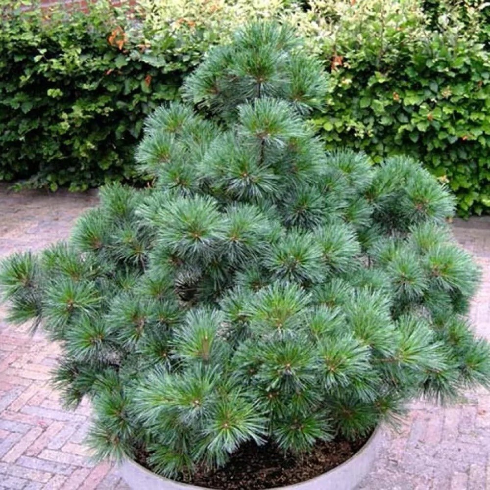 Pin Strob (Pinus Strobus), cu ace moi verzi