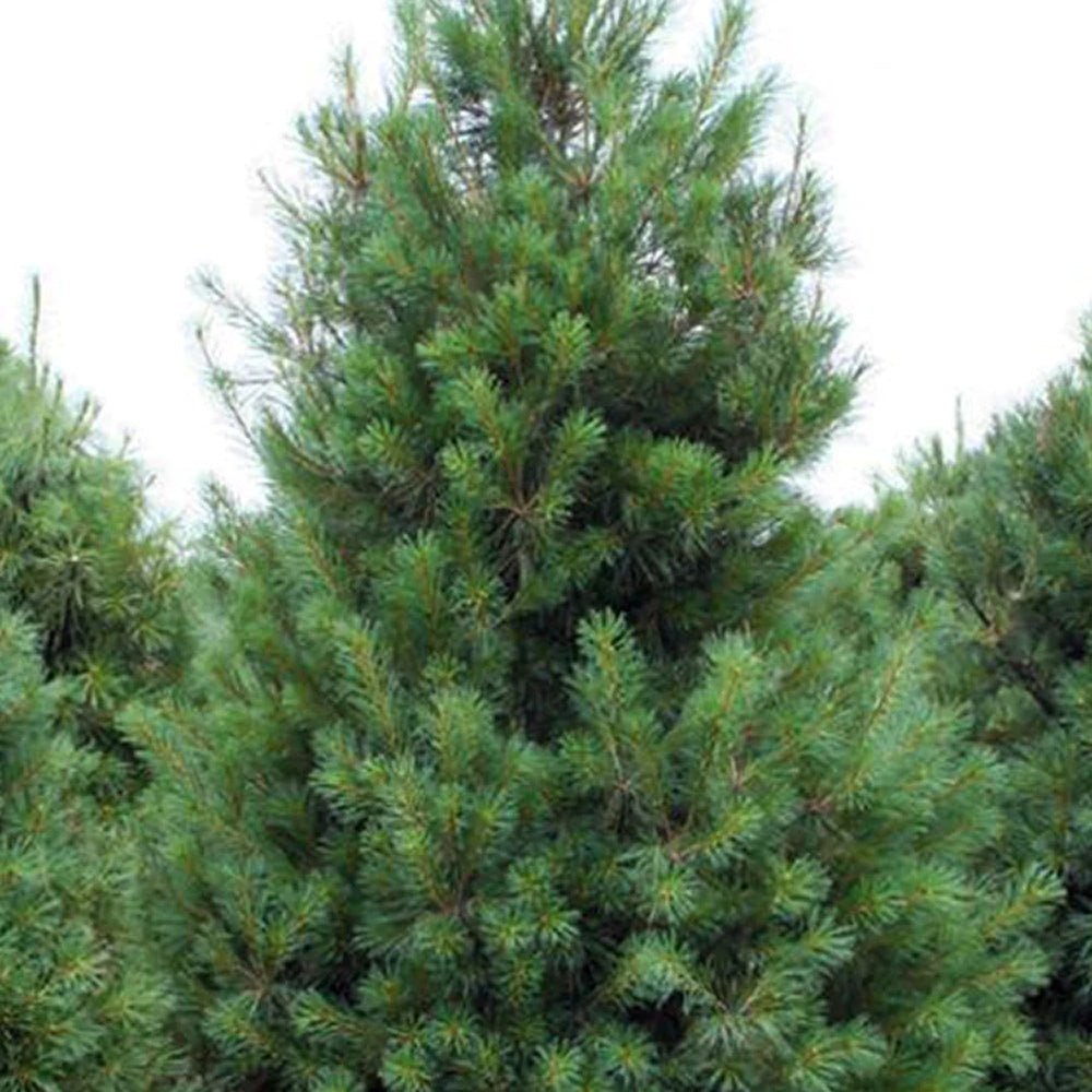 Pin Strob (Pinus Strobus), cu ace moi verzi