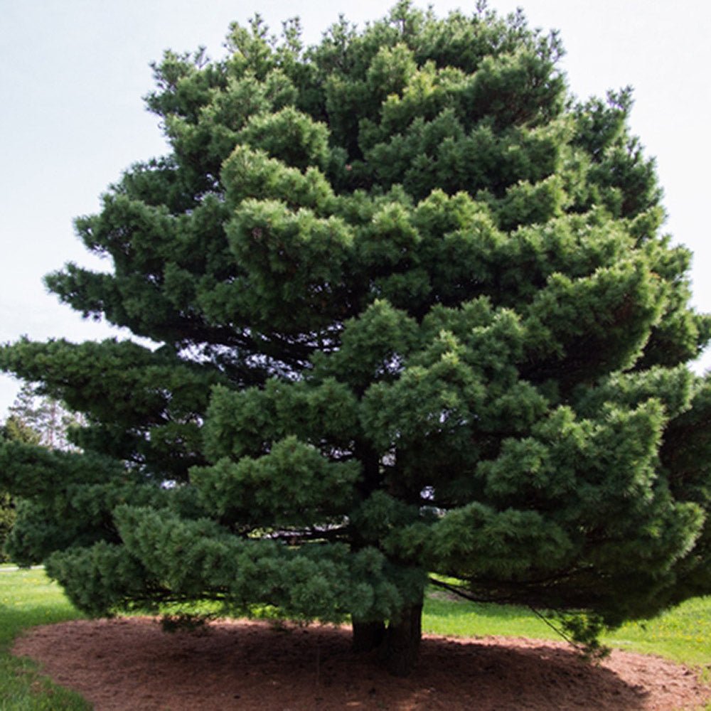 Pin Strob (Pinus Strobus), cu ace moi verzi