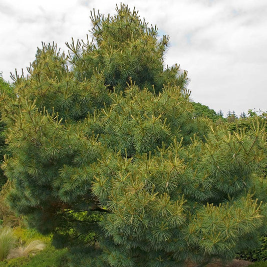 Pin Strobus Radiata, cu ace verde-albastrui