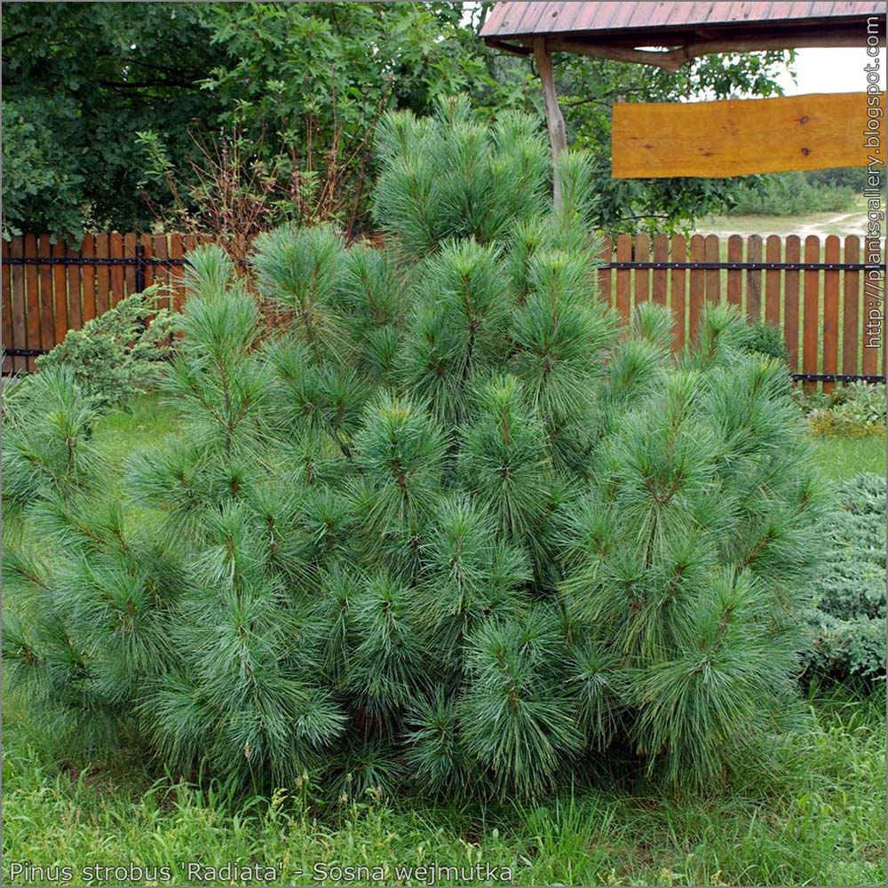 Pin Strobus Radiata, cu ace verde-albastrui