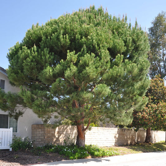 Pinul Umbrela - 325 cm