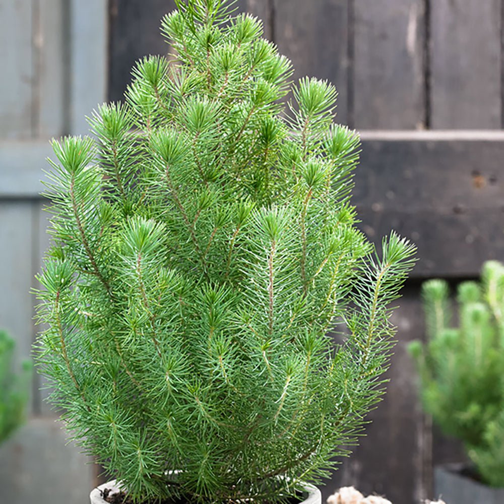 Pin pitic gresesc (Pinus Pinea) Silver Crest, cu ace argintii