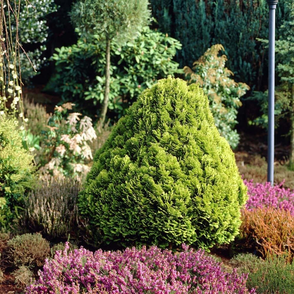 Platycladus Aurea Nana