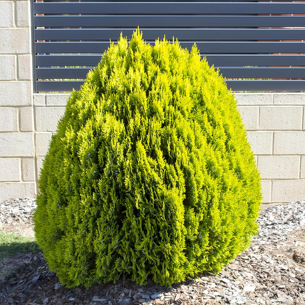 Platycladus Aurea Nana