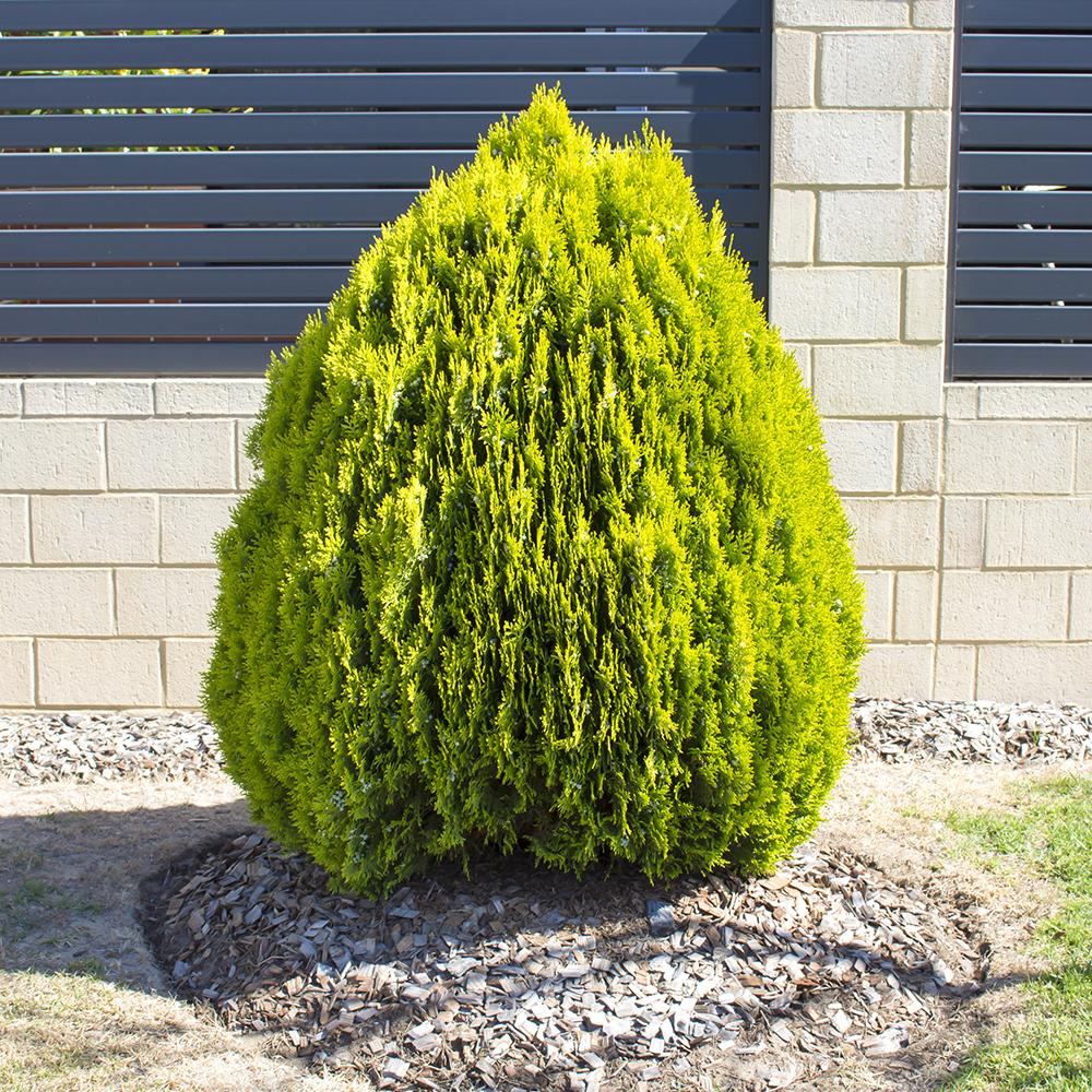 Platycladus Aurea Nana