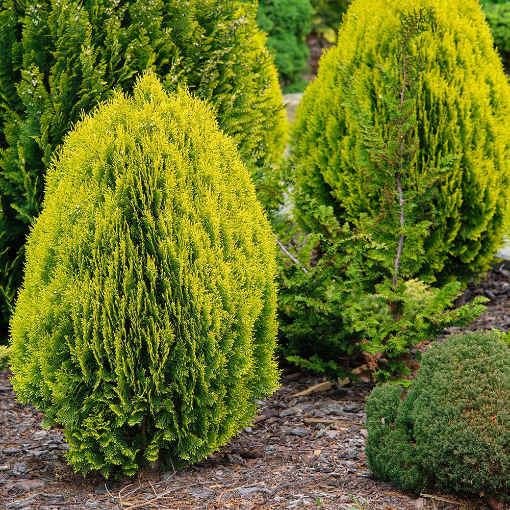 Platycladus Aurea Nana