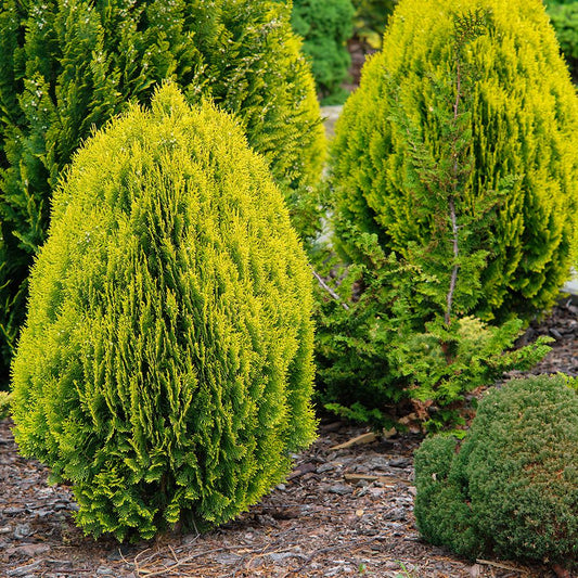 Platycladus Aurea Nana