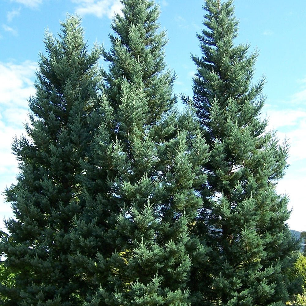 Arborele Sequoia Albastru (Sequoiadendron Glauca)