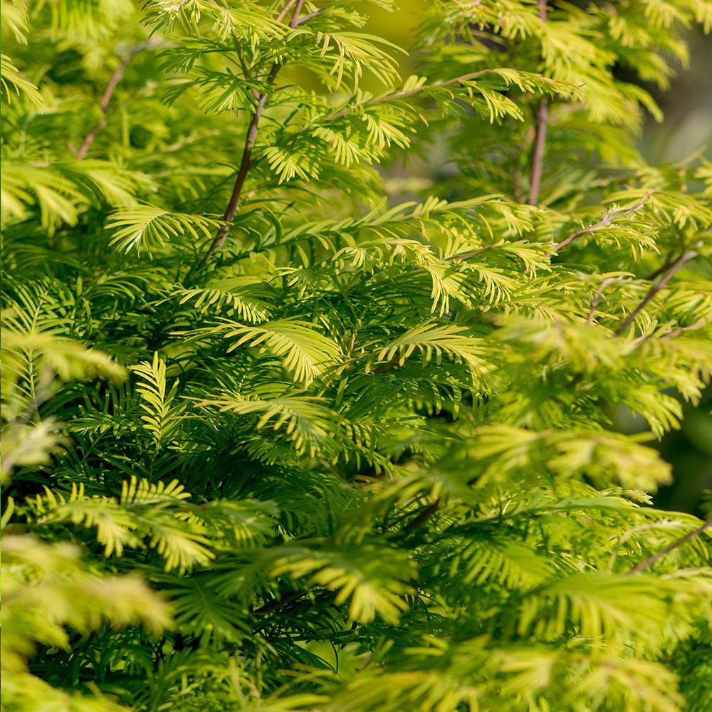 Arborele Sequoia auriu (Metasequoia Glyptostroboides) Amber Glow